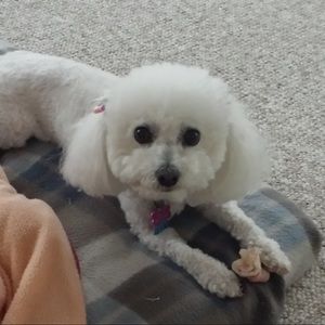 Meet your Posher, Toni